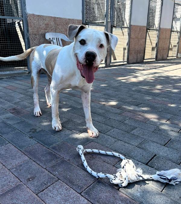 Mambo  Pit Bull In Cerca Di Casa